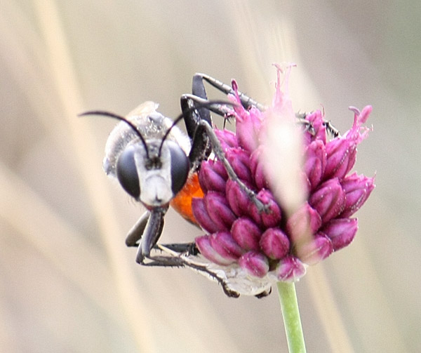 Sphecidae